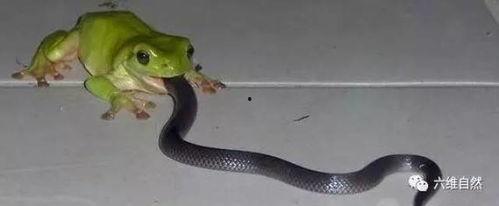 玩具蛇吃瓜,瓜田里的欢乐冒险