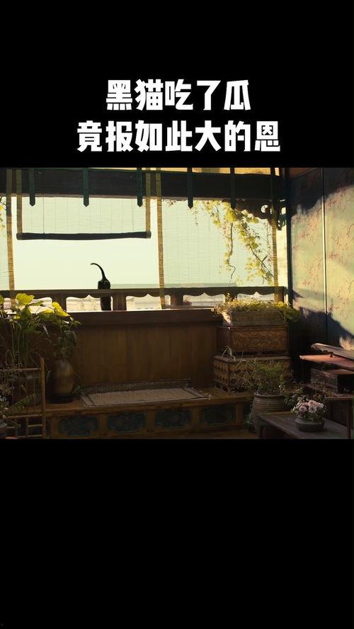 黑猫吃瓜,揭秘瓜界奇闻轶事