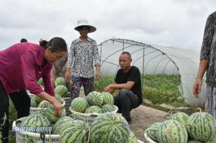 绵阳吃瓜群众事件,网络舆论的狂欢与反思