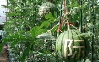 初雨吃瓜,揭秘娱乐圈幕后故事