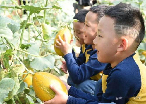 朗瑞园吃瓜,吃瓜群众的欢乐盛宴