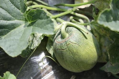 蘑菇吃瓜在线,揭秘网络新梗背后的趣味与智慧