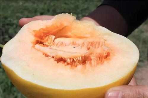 蓉儿吃蜜瓜,蓉儿甜蜜蜜瓜之旅