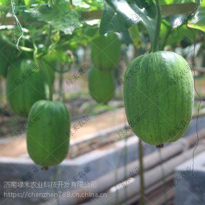 短瓜吃洁,探寻美食与健康的完美融合