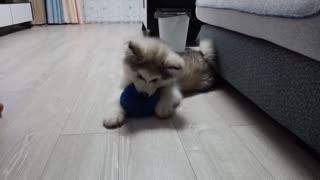 海狗吃瓜视频大全最新,趣味横生的海洋奇观大揭秘