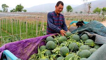 庵埠镇吃瓜,瓜香四溢，品味夏日风情