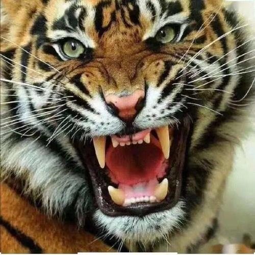 老虎吃瓜头像女,老虎吃瓜头像女生引发的网络热议