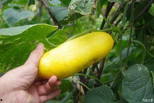 吃瓜不忘吃瓜人下一句是啥,揭秘网络舆论背后的真相