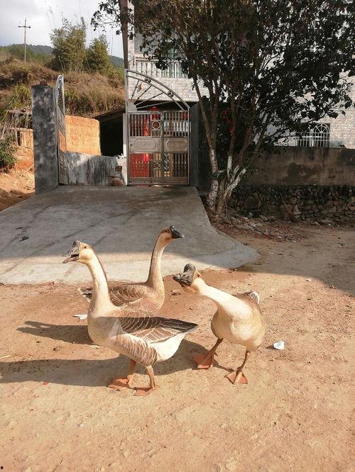 鹅可以吃瓜吗,揭秘鹅能否享用瓜果美味