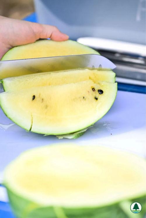 吃瓜的melon,揭秘瓜界风云