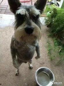 狗吃瓜被打死,狗误食瓜果不幸丧命