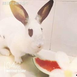 兔七七吃瓜,揭秘娱乐圈那些不为人知的幕后故事