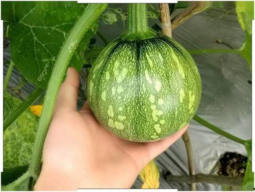 小瓜吃南京,南京美食之旅