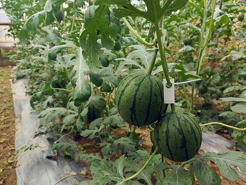 五一吃瓜今日吃瓜在线观看,今日在线观看指南