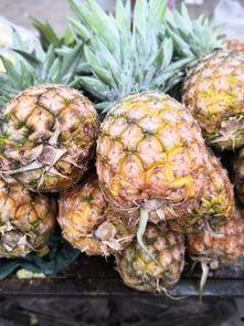 小雨吃瓜衡水,揭秘衡水瓜果的独特魅力