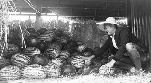 诏安吃瓜群众,吃瓜群众的热议焦点