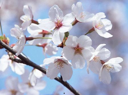 吃瓜群qq樱花,QQ吃瓜群里的樱花奇遇记