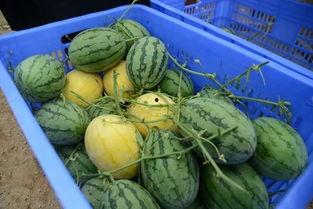 吃瓜群瓜文天下,揭秘网络舆论场的趣味与真相