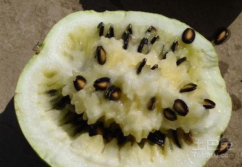 空腹可以吃籽瓜嘛