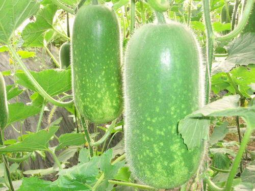 鹿羽吃瓜是真的吗,真相揭秘