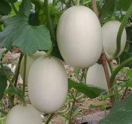 吃瓜不如吃梨,品味生活，享受健康