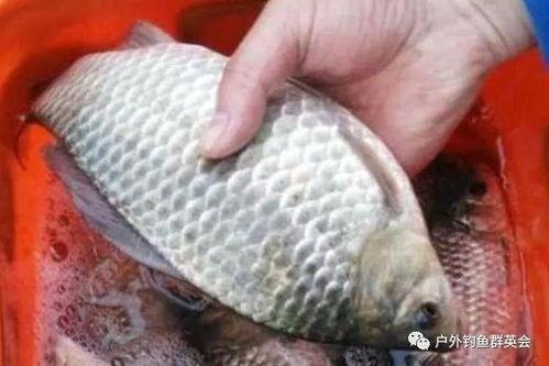 鲫鱼佛手瓜能一一起吃吗