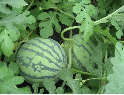 春花吃瓜后续,揭秘娱乐圈背后的秘密与真相