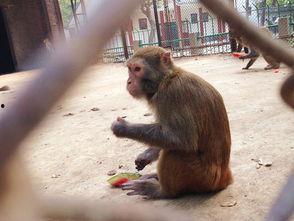 猴子吃瓜场面,一场欢乐的野性狂欢